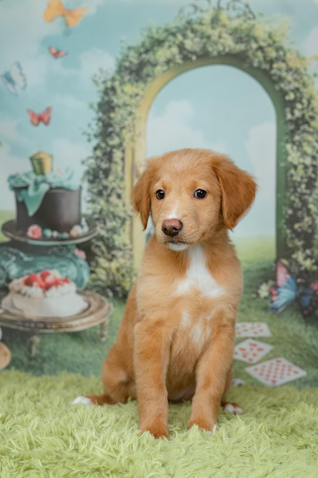 Enlarge Queen of Hearts, an adopted mixed breed in Avon, CT image 2/4