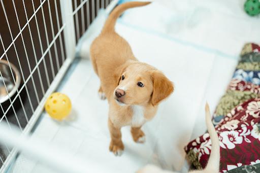 Enlarge Queen of Hearts, an adopted mixed breed in Avon, CT image 4/4