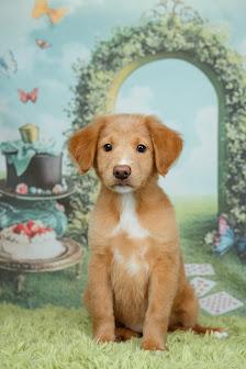 Queen of Hearts, adopted, Puppy Female Labrador Retriever & Shepherd.