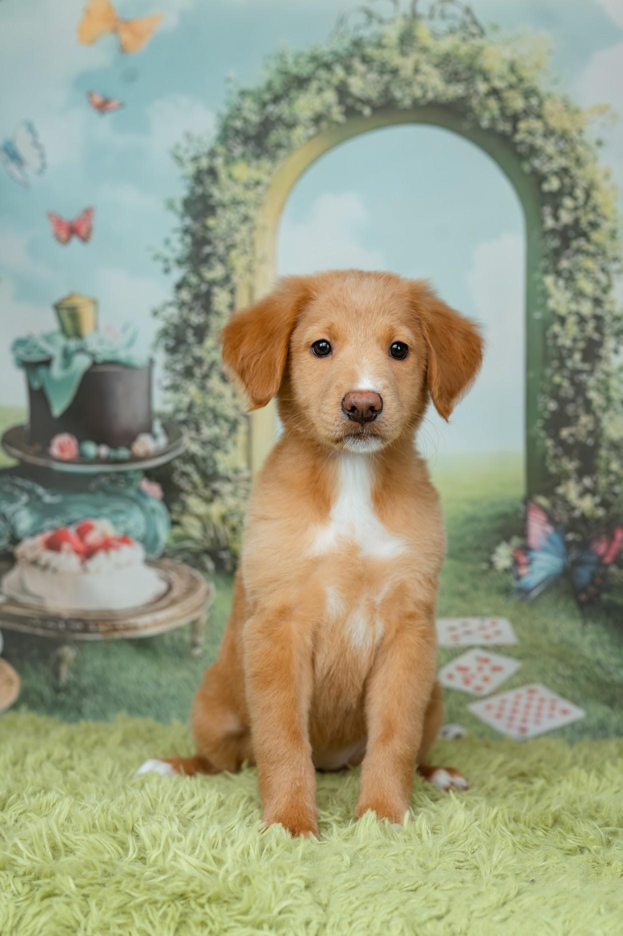 Enlarge Queen of Hearts, an adopted mixed breed in Avon, CT image 3/4