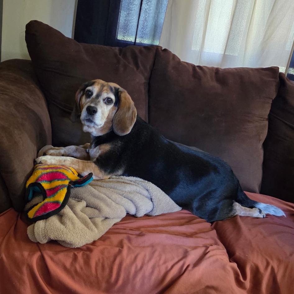 Lexi, Adoptable, Senior Female Beagle.