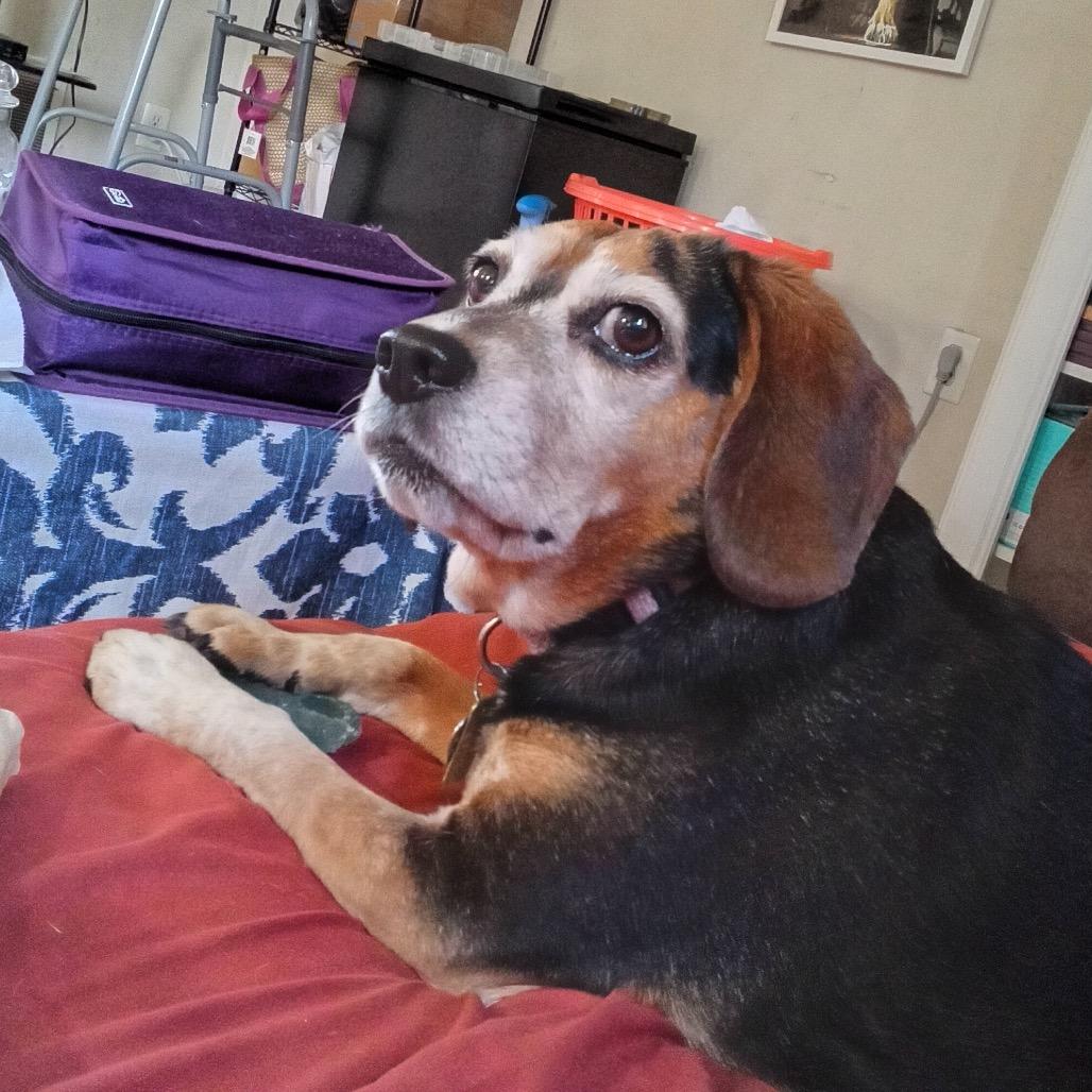 Enlarge Lexi, a Adoptable Beagle in Nowata, OK image 2/6