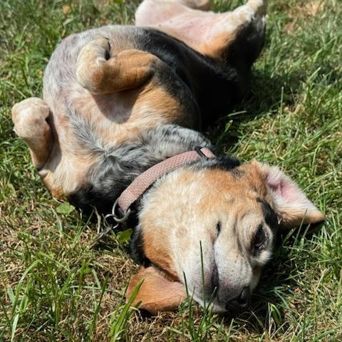 Enlarge Lexi, a Adoptable Beagle in Nowata, OK image 3/6