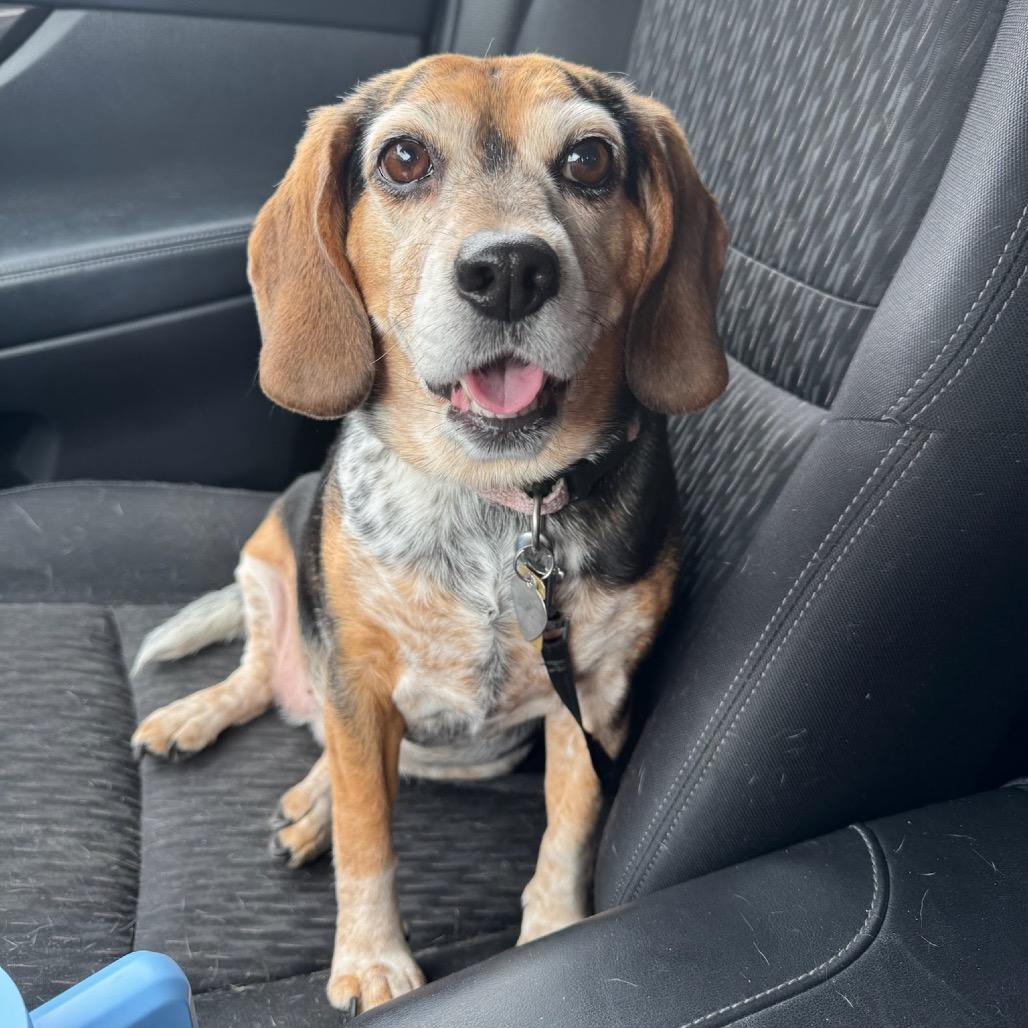 Enlarge Lexi, a Adoptable Beagle in Nowata, OK image 4/6