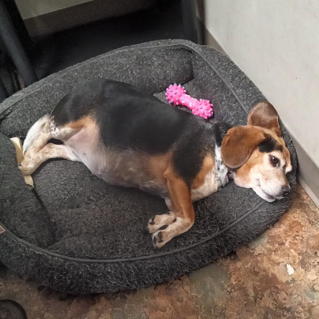 Enlarge Lexi, a Adoptable Beagle in Nowata, OK image 5/6