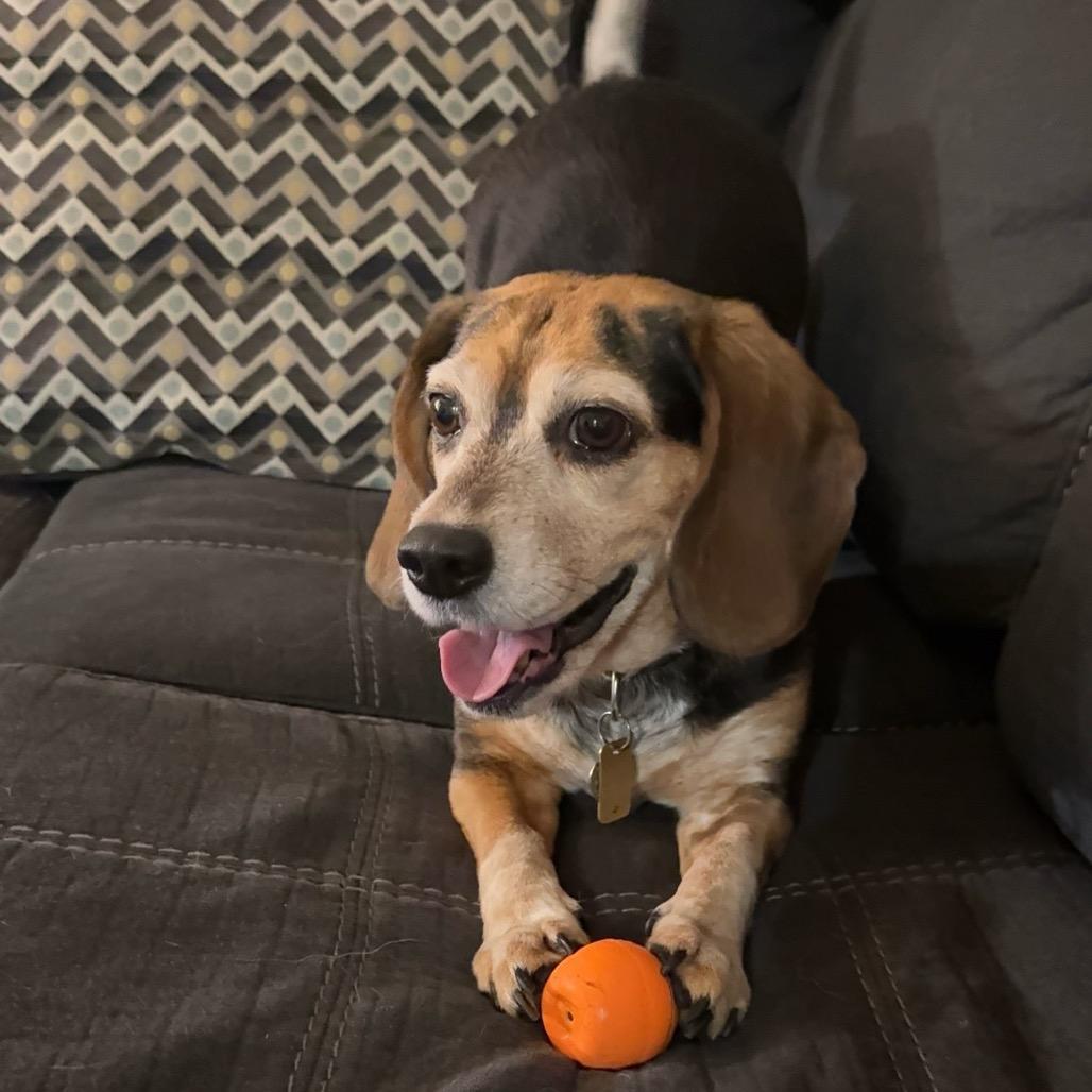 Enlarge Lexi, a Adoptable Beagle in Nowata, OK image 6/6