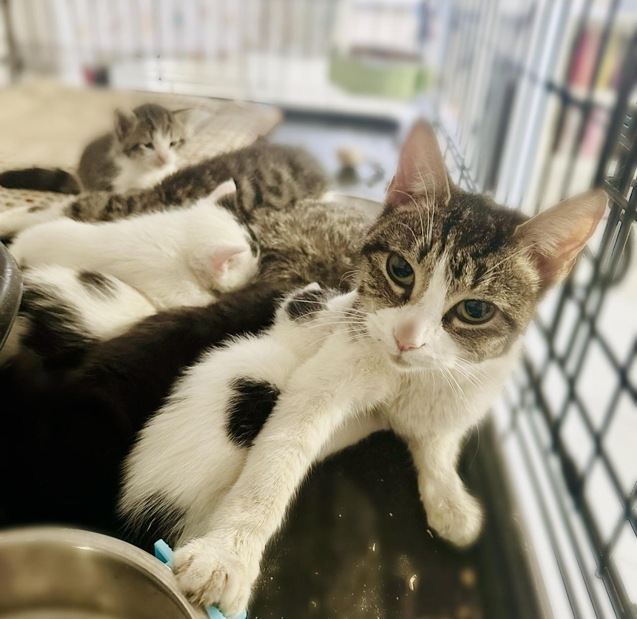 Enlarge Mama Depot , a ADOPTABLE Tabby in Bethel, CT image 4/4