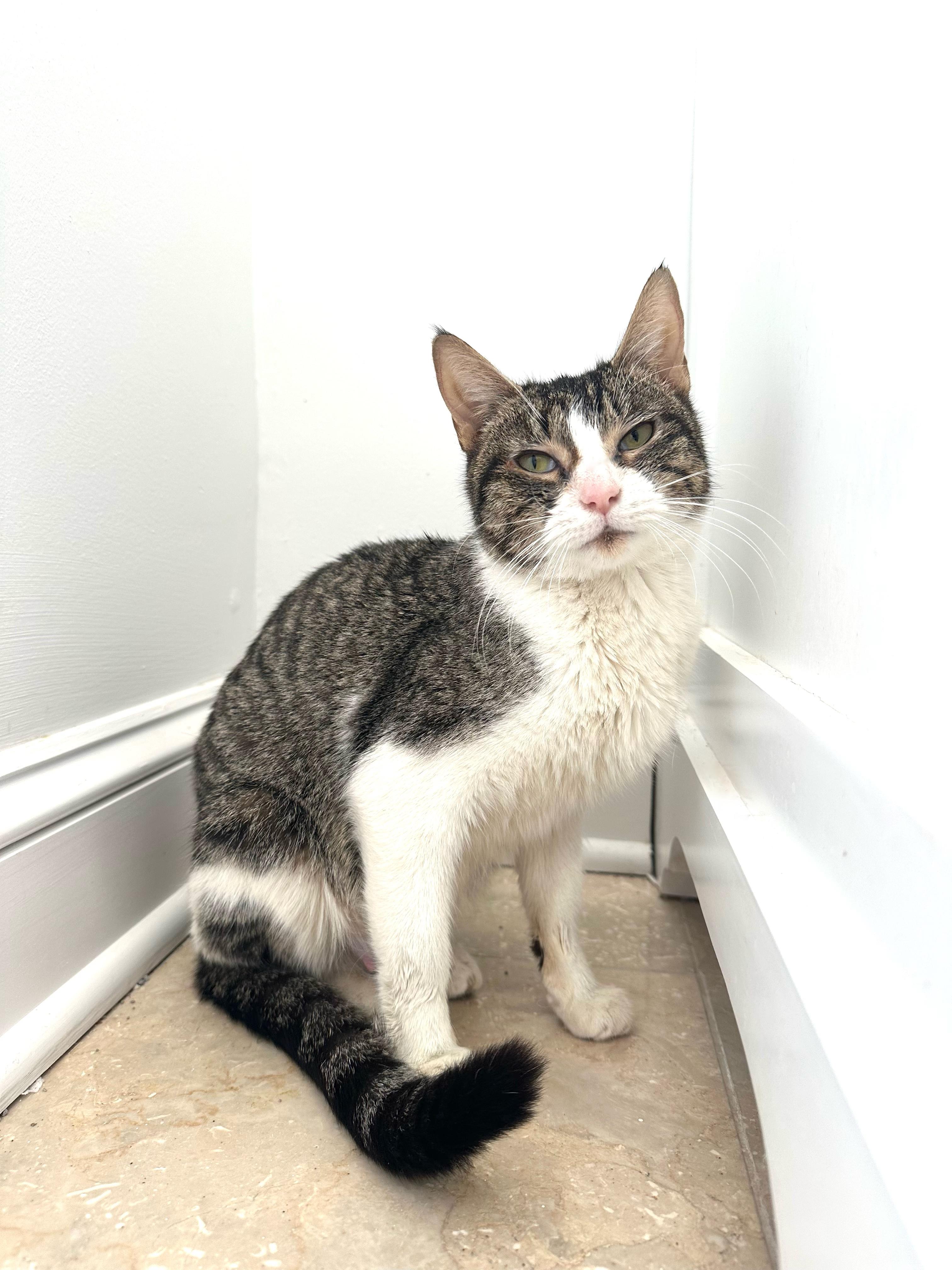 Enlarge Mama Depot , a ADOPTABLE Tabby in Bethel, CT image 2/4