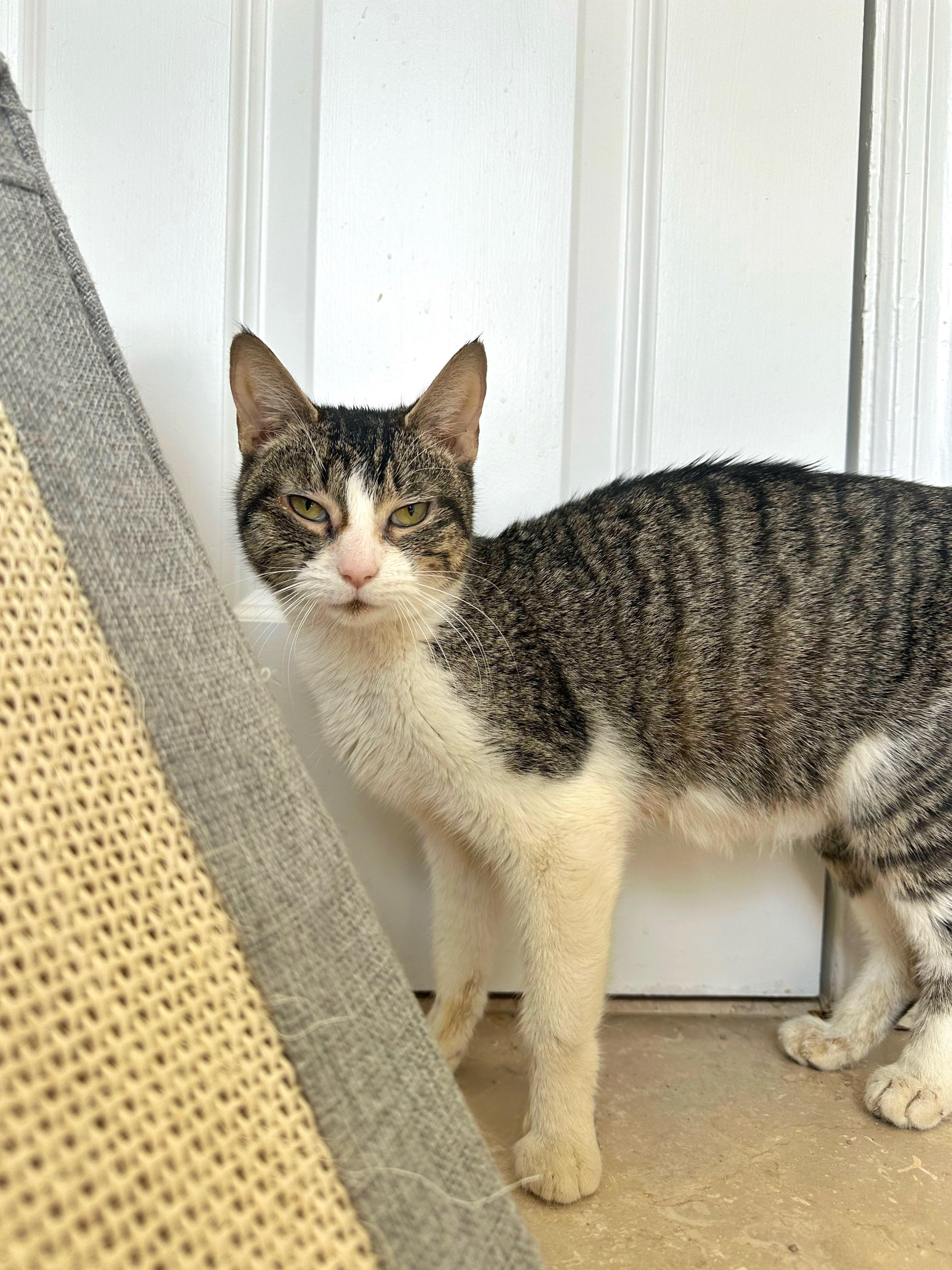 Enlarge Mama Depot , a ADOPTABLE Tabby in Bethel, CT image 3/4