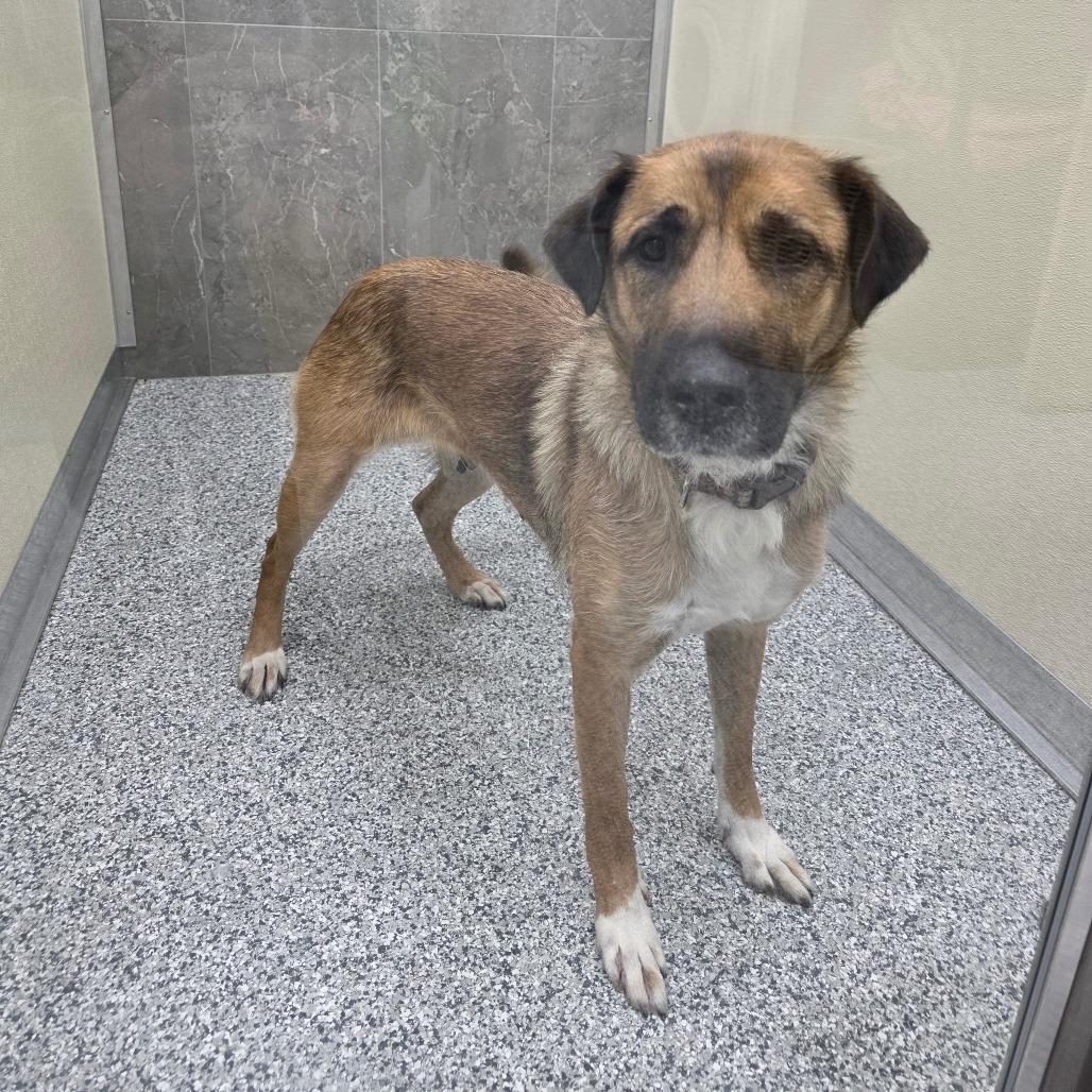 Enlarge Gwen, a ADOPTABLE mixed breed in Blaine, MN image 1/1