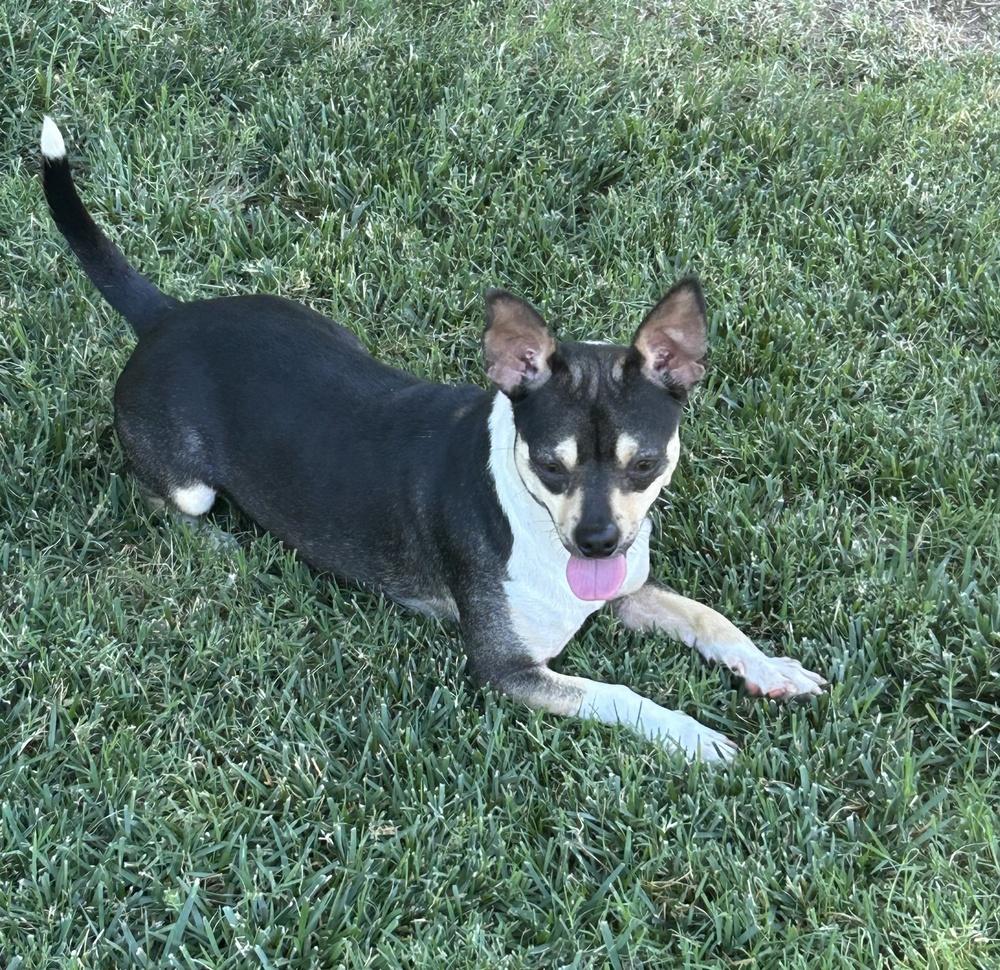 Enlarge Bart, a Adoptable mixed breed in Roseville, CA image 1/4