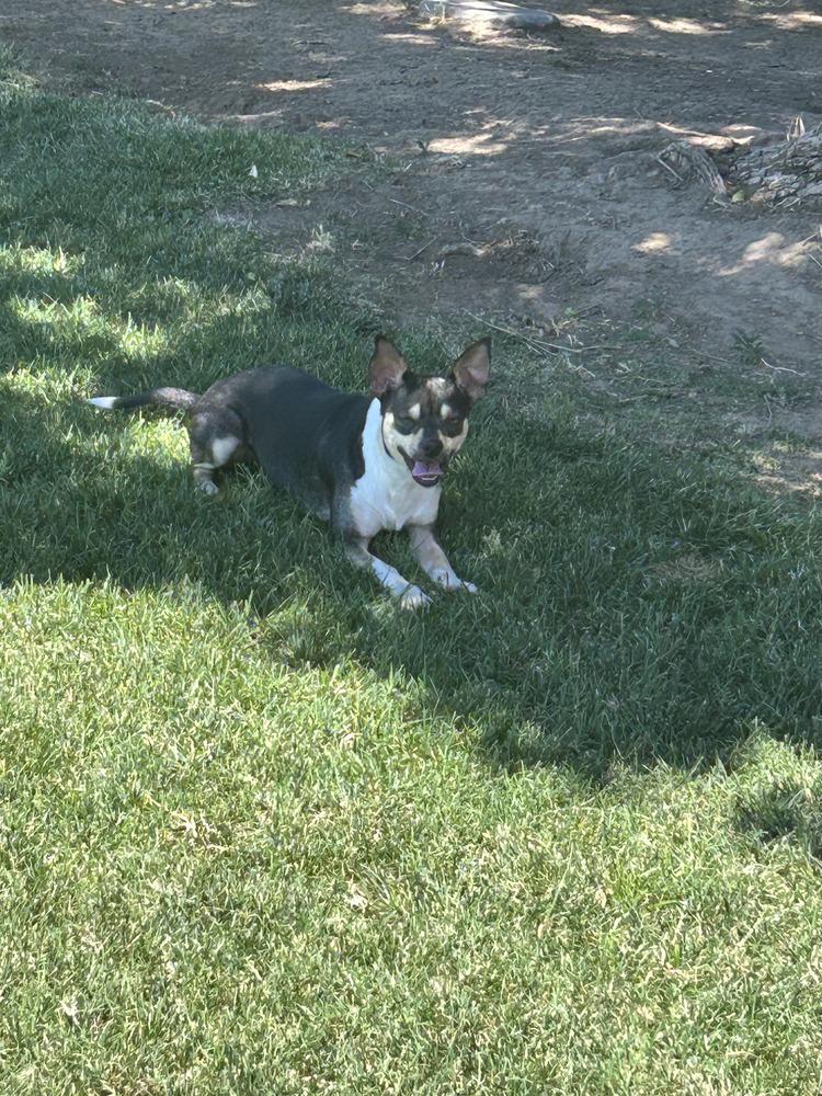 Enlarge Bart, a Adoptable mixed breed in Roseville, CA image 3/4
