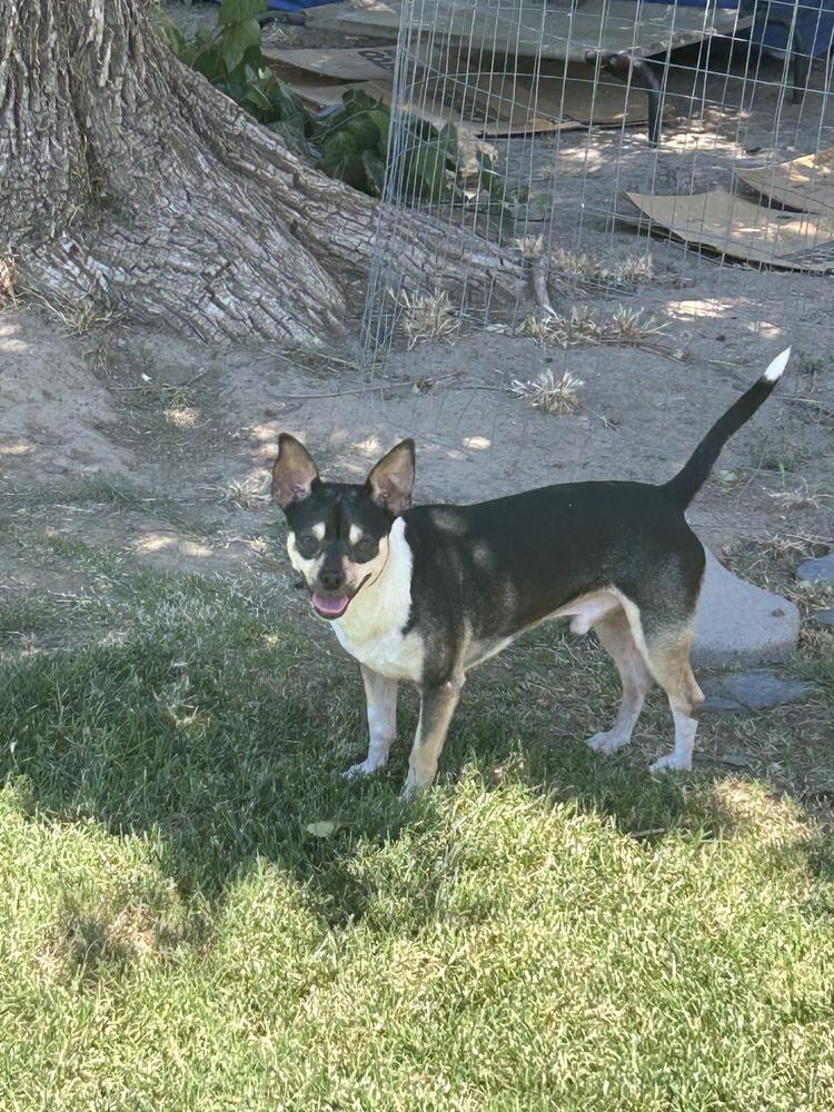 Enlarge Bart, a Adoptable mixed breed in Roseville, CA image 4/4