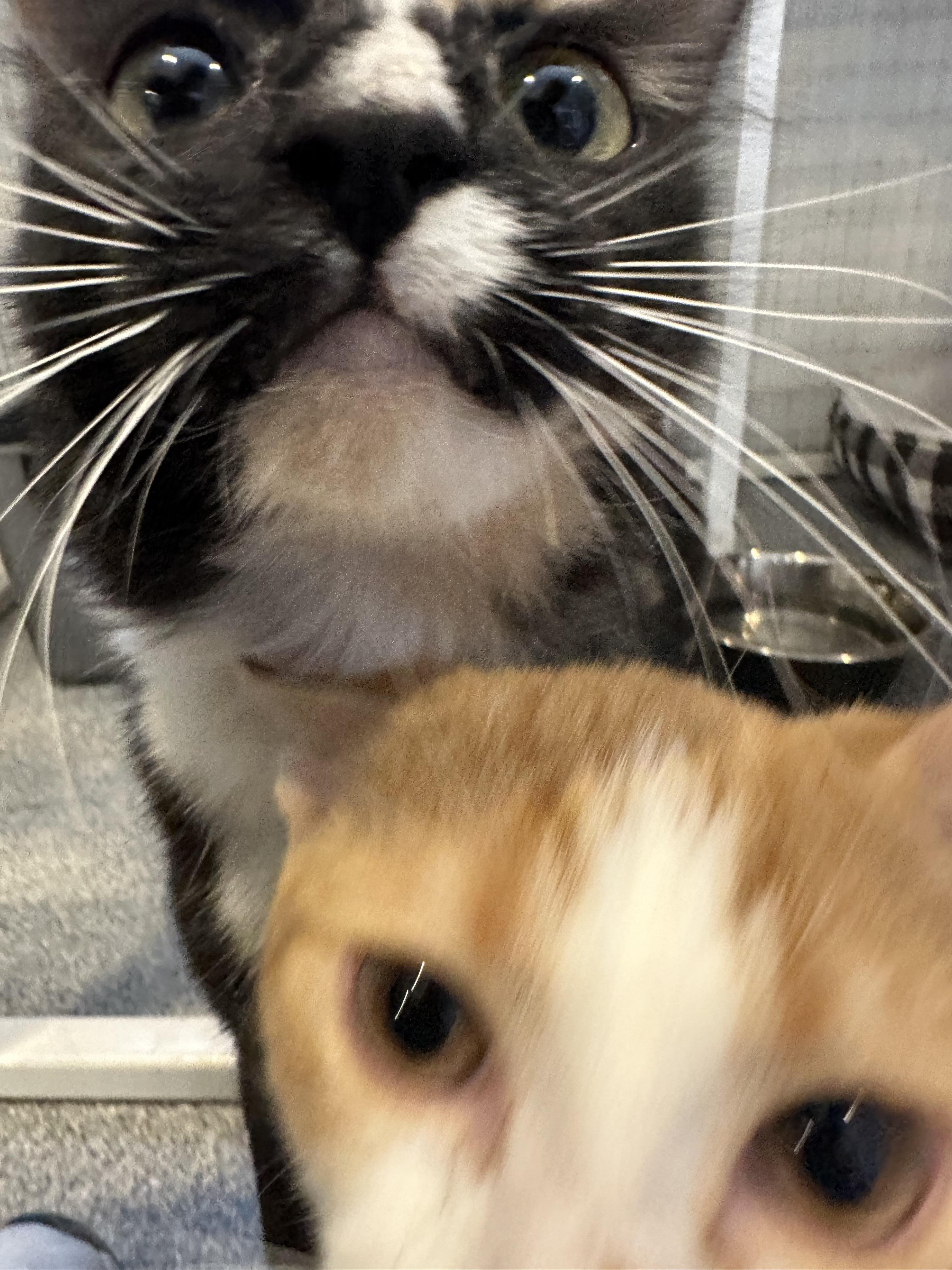 Bruno and Phoebe, a Adopted Domestic Short Hair in Clifton, NJ image 1/6