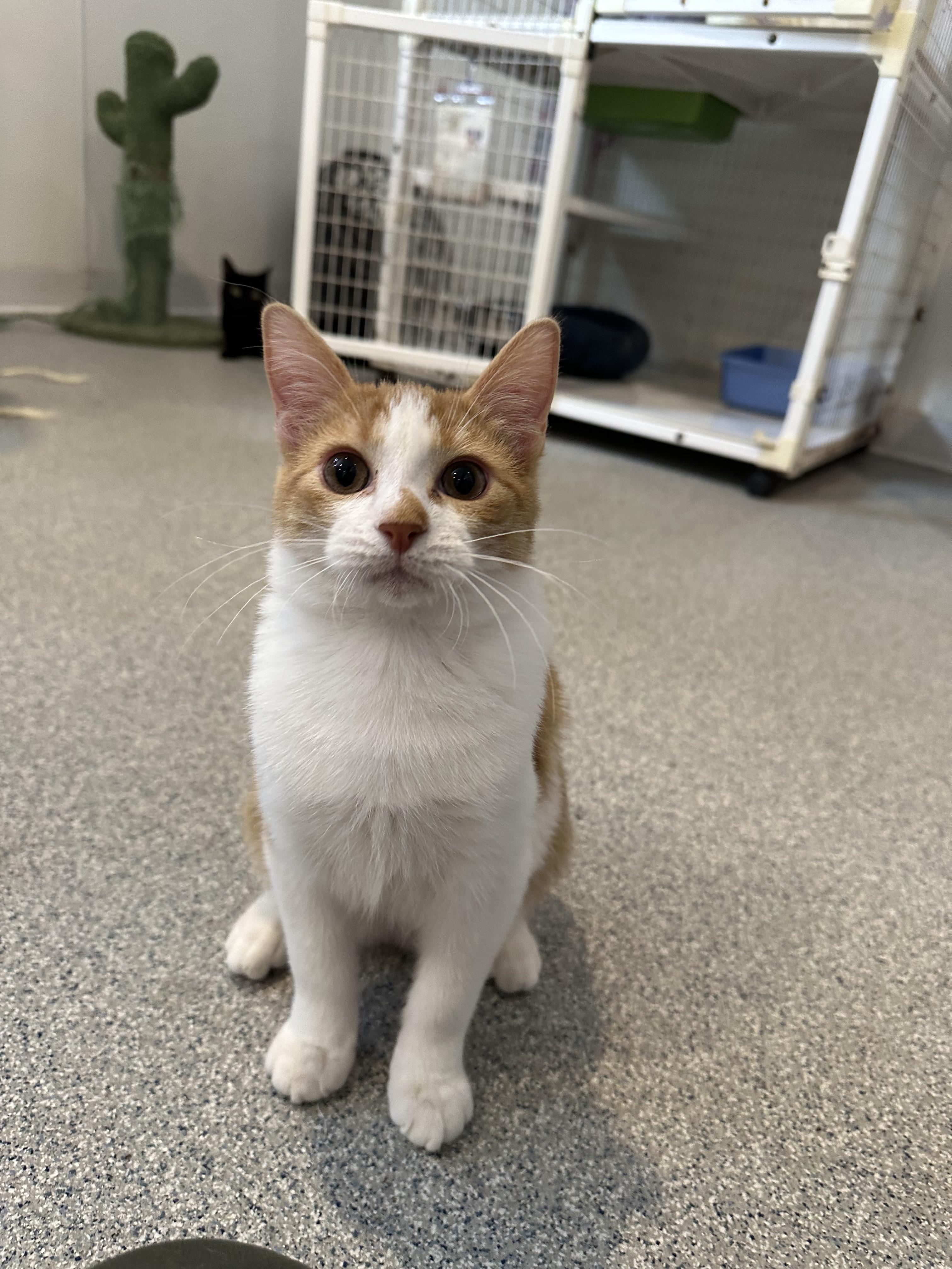 Bruno and Phoebe, a Adopted Domestic Short Hair in Clifton, NJ image 2/6
