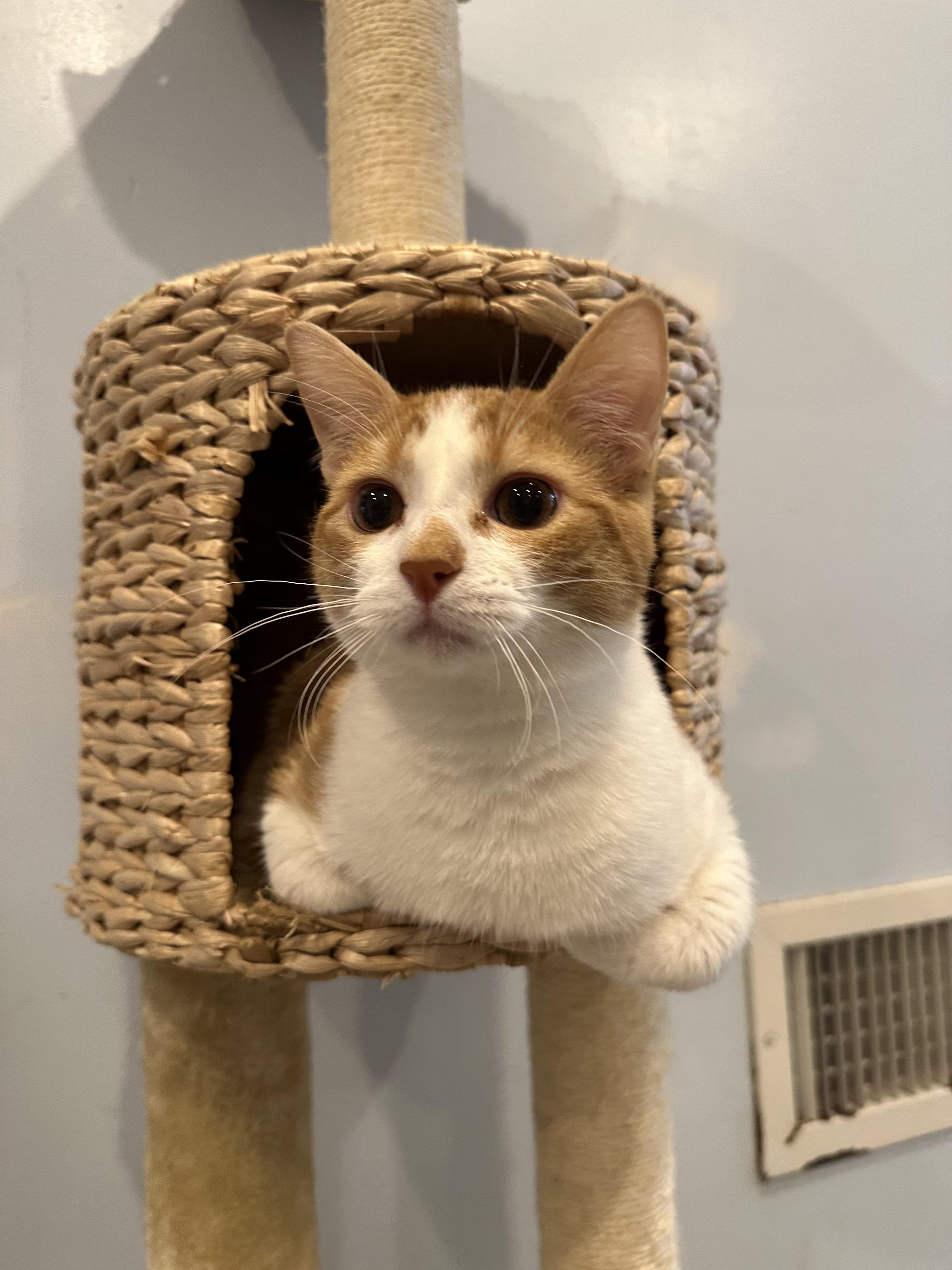 Bruno and Phoebe, a Adopted Domestic Short Hair in Clifton, NJ image 3/6