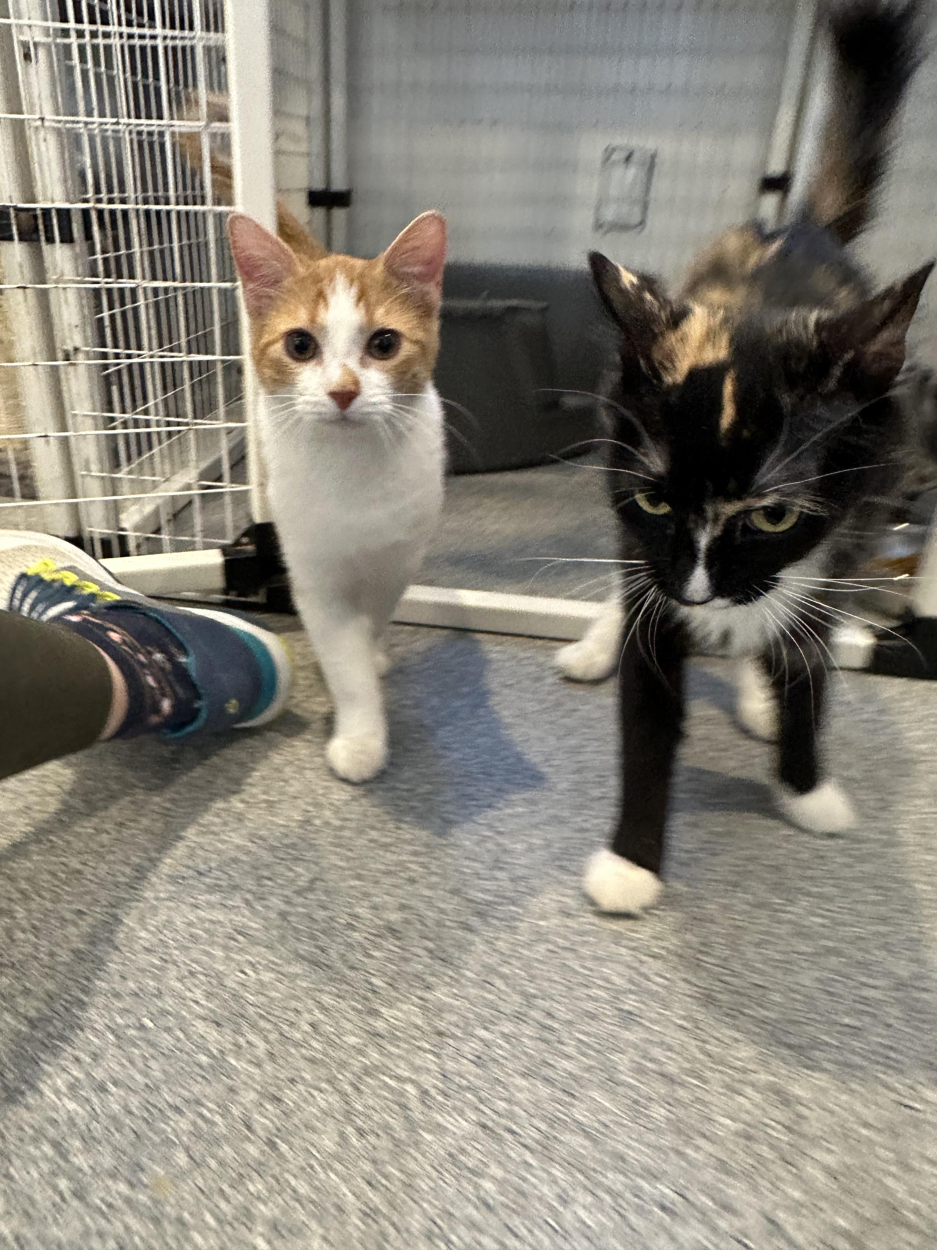 Bruno and Phoebe, a Adopted Domestic Short Hair in Clifton, NJ image 4/6