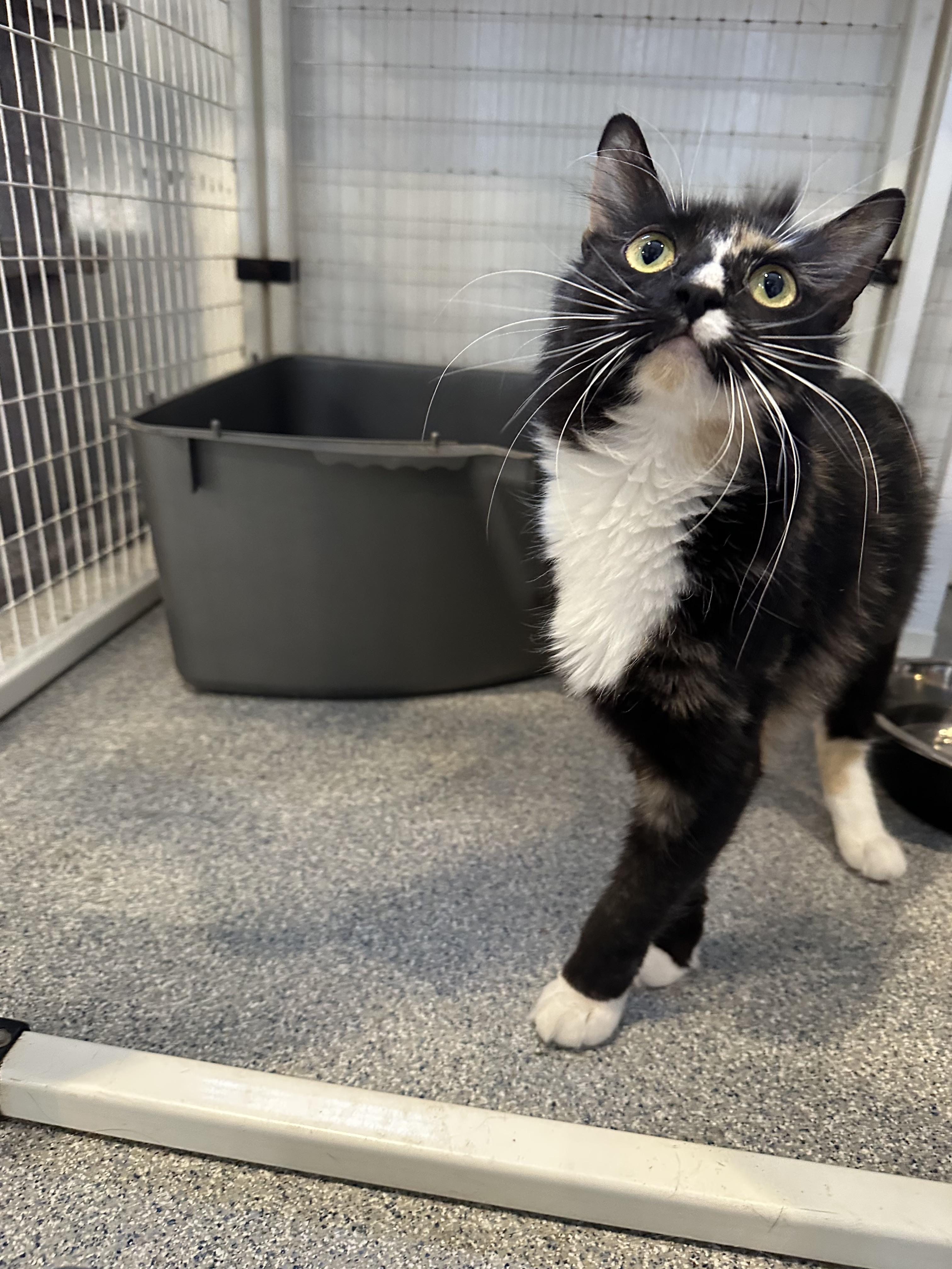 Bruno and Phoebe, a Adopted Domestic Short Hair in Clifton, NJ image 6/6