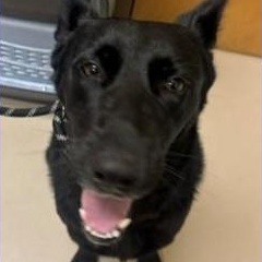 Panda, adopted, Adult Female German Shepherd Dog.