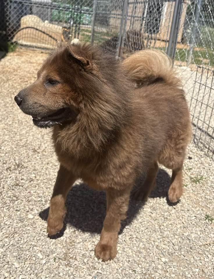 Enlarge Teddy, a ADOPTABLE mixed breed in Munfordville, KY image 3/4