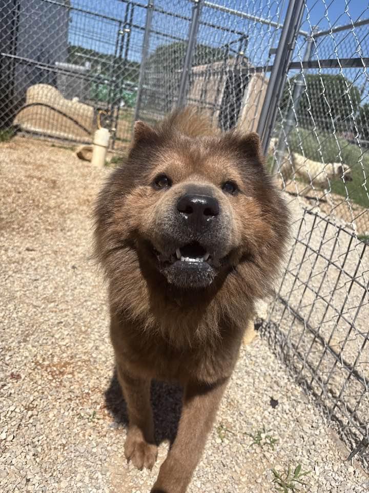 Enlarge Teddy, a ADOPTABLE mixed breed in Munfordville, KY image 4/4