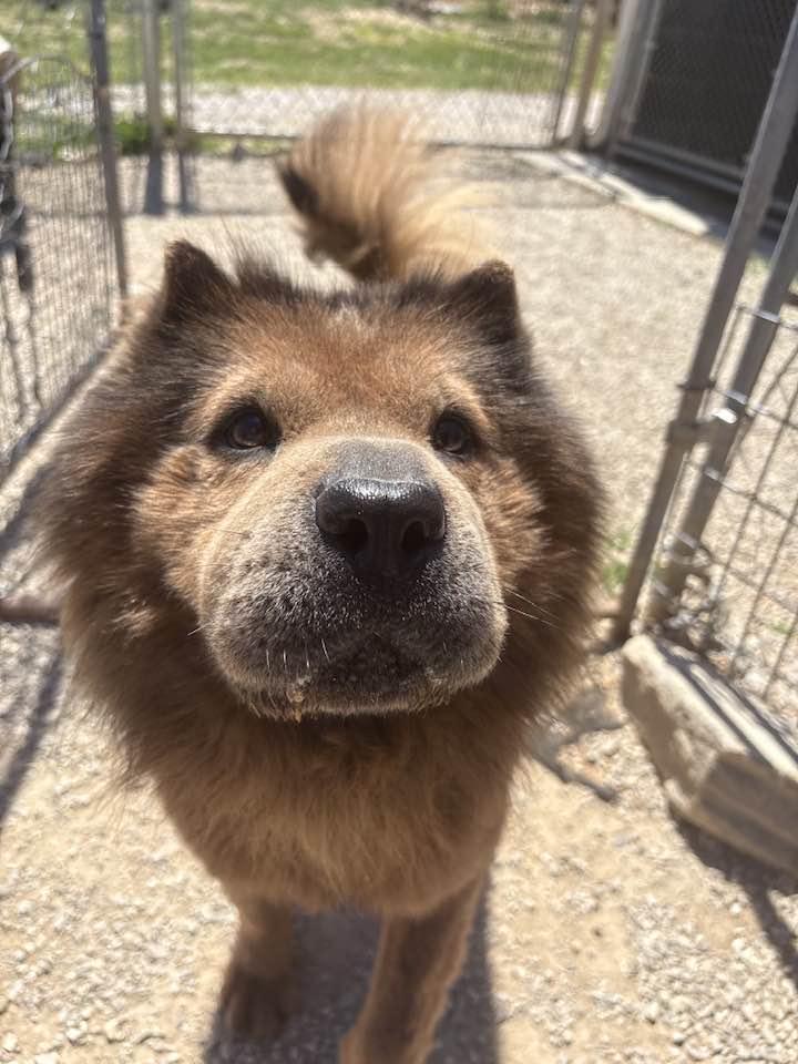 Enlarge Teddy, a ADOPTABLE mixed breed in Munfordville, KY image 2/4