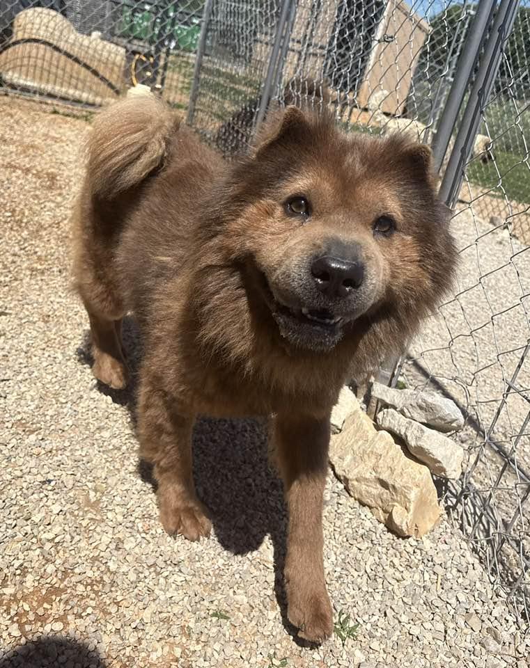 Teddy, ADOPTABLE, Adult Male Chow Chow.