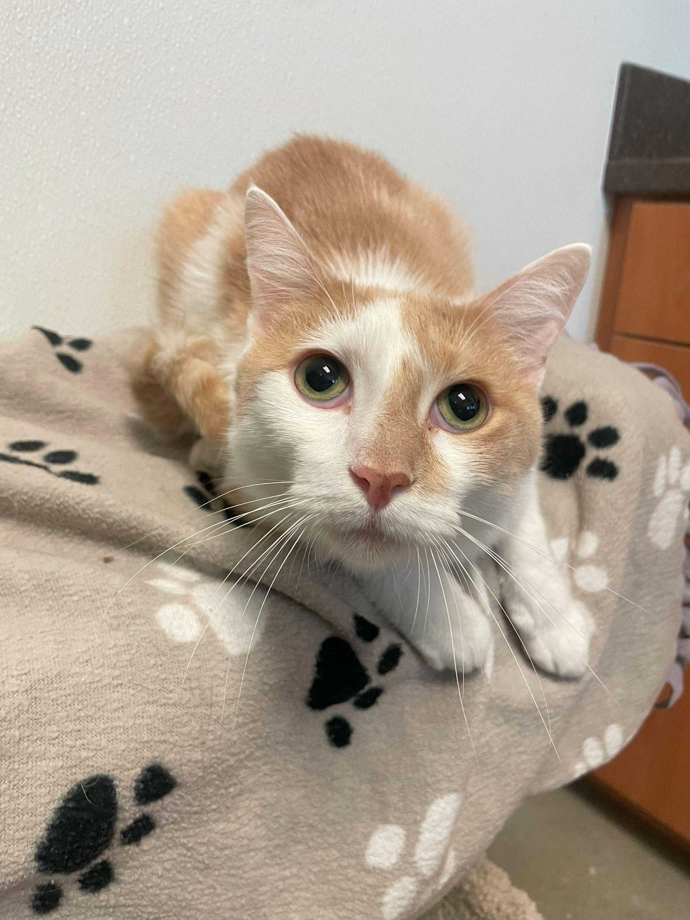 Houdini, Adoptable, Adult Male Domestic Short Hair.