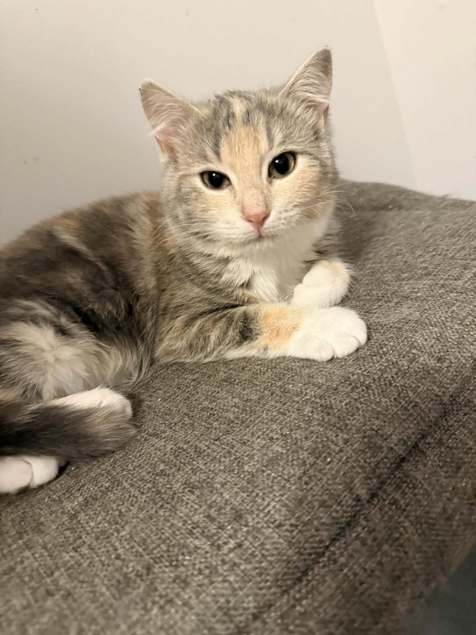 Cammy, a ADOPTABLE Domestic Short Hair in Winnipeg, MB image 4/4