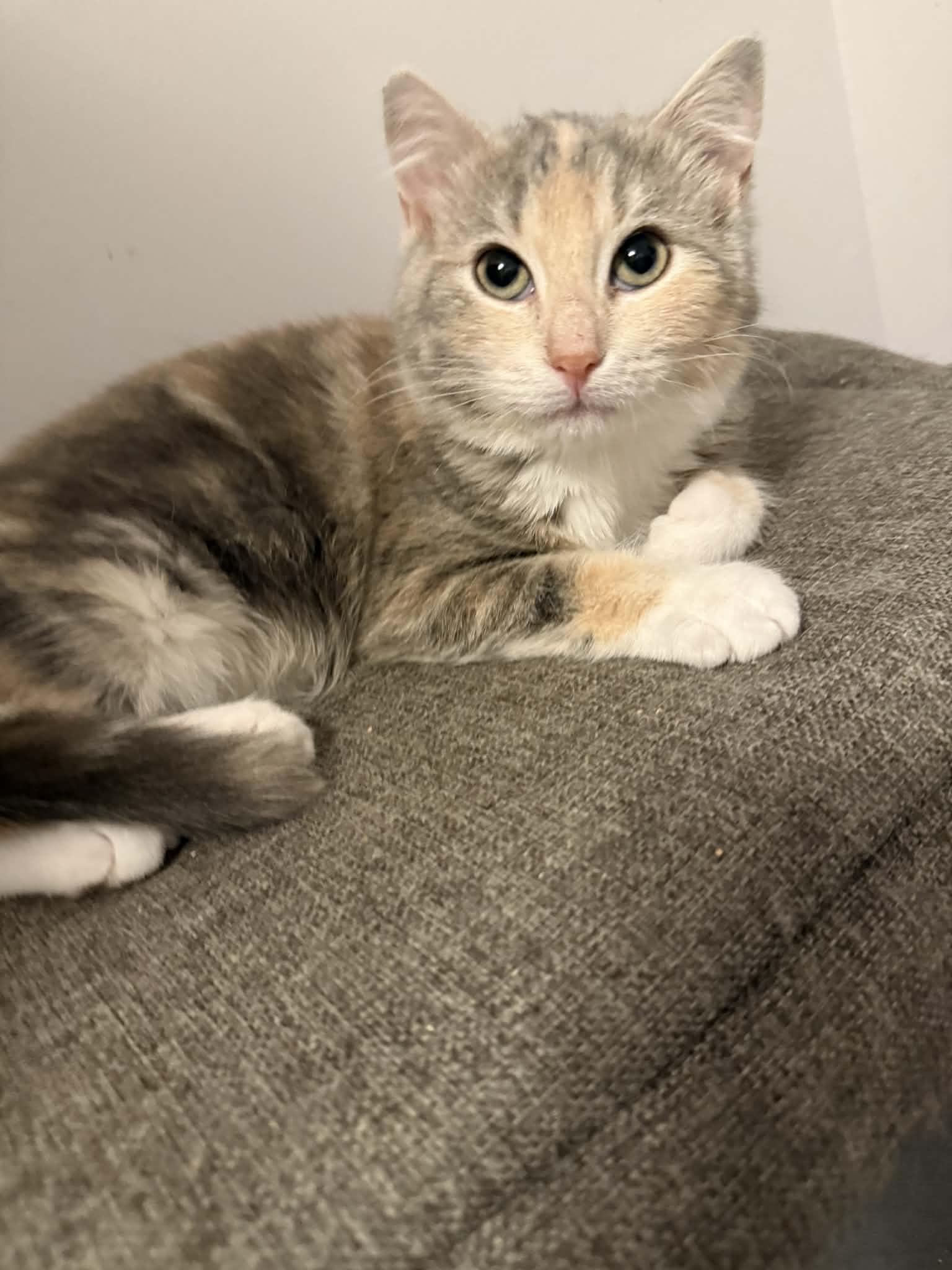 Cammy, a ADOPTABLE Domestic Short Hair in Winnipeg, MB image 3/4