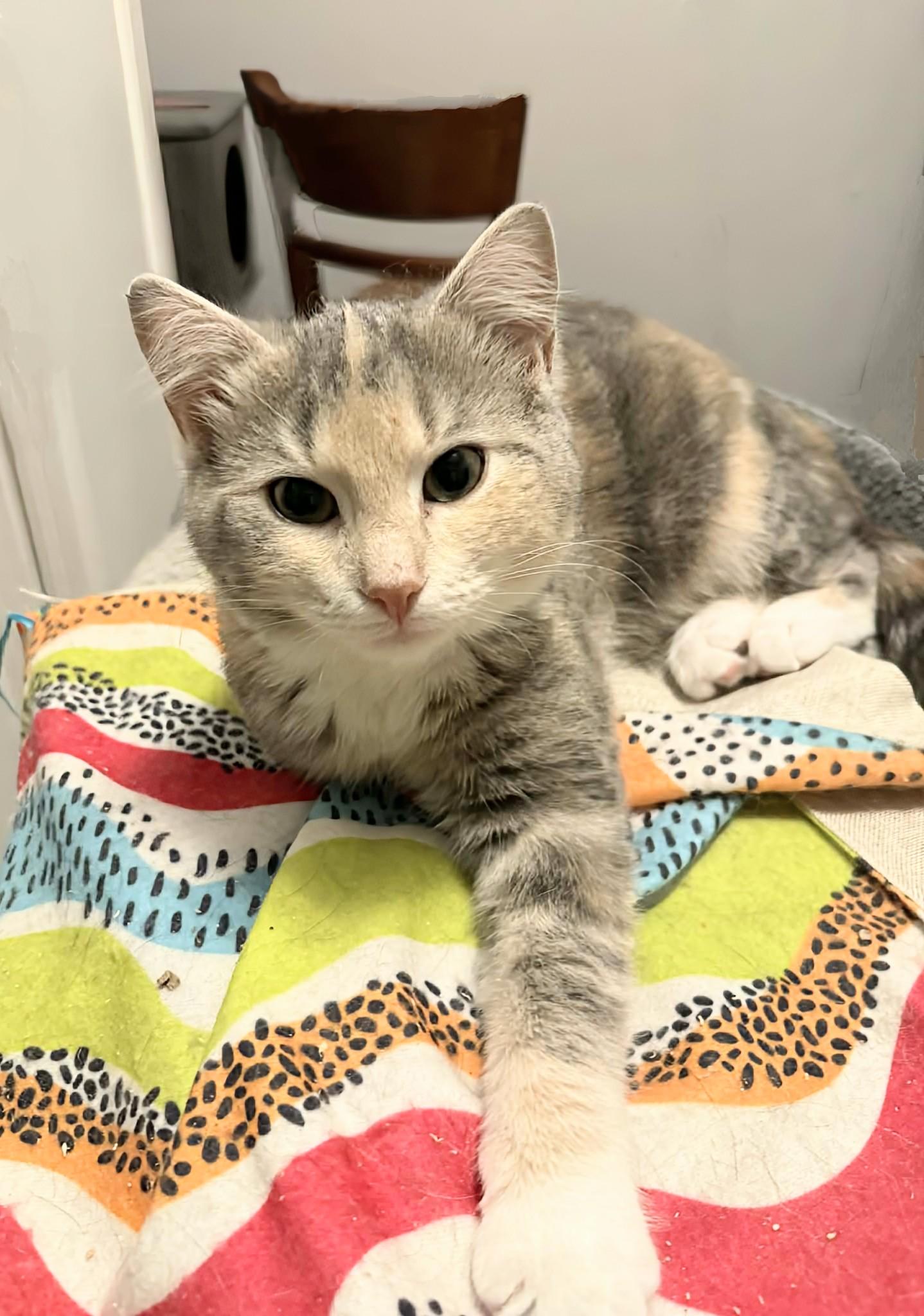 Cammy, a ADOPTABLE Domestic Short Hair in Winnipeg, MB image 1/4