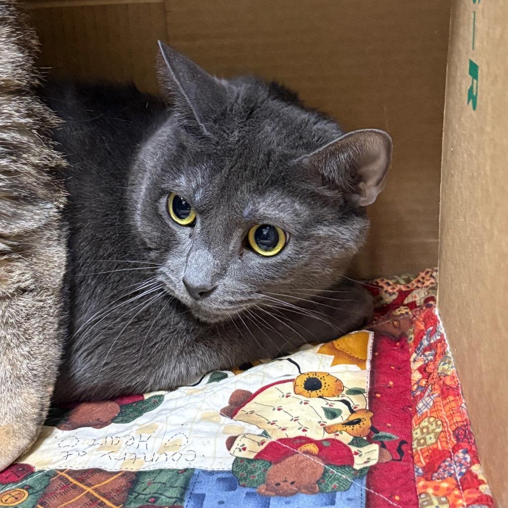 Melo, Adoptable, Adult Male Domestic Short Hair.