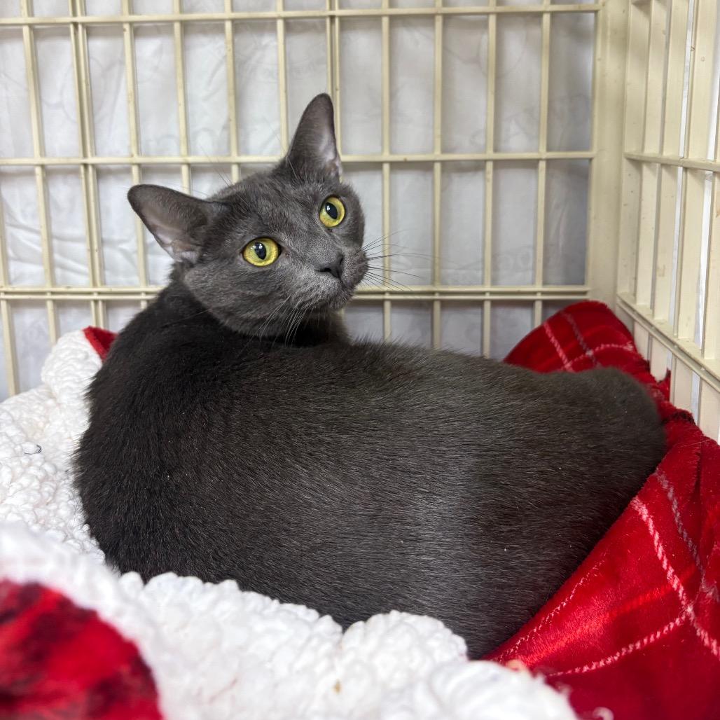 Enlarge Melo, a Adoptable Domestic Short Hair in Valdosta , GA image 2/2