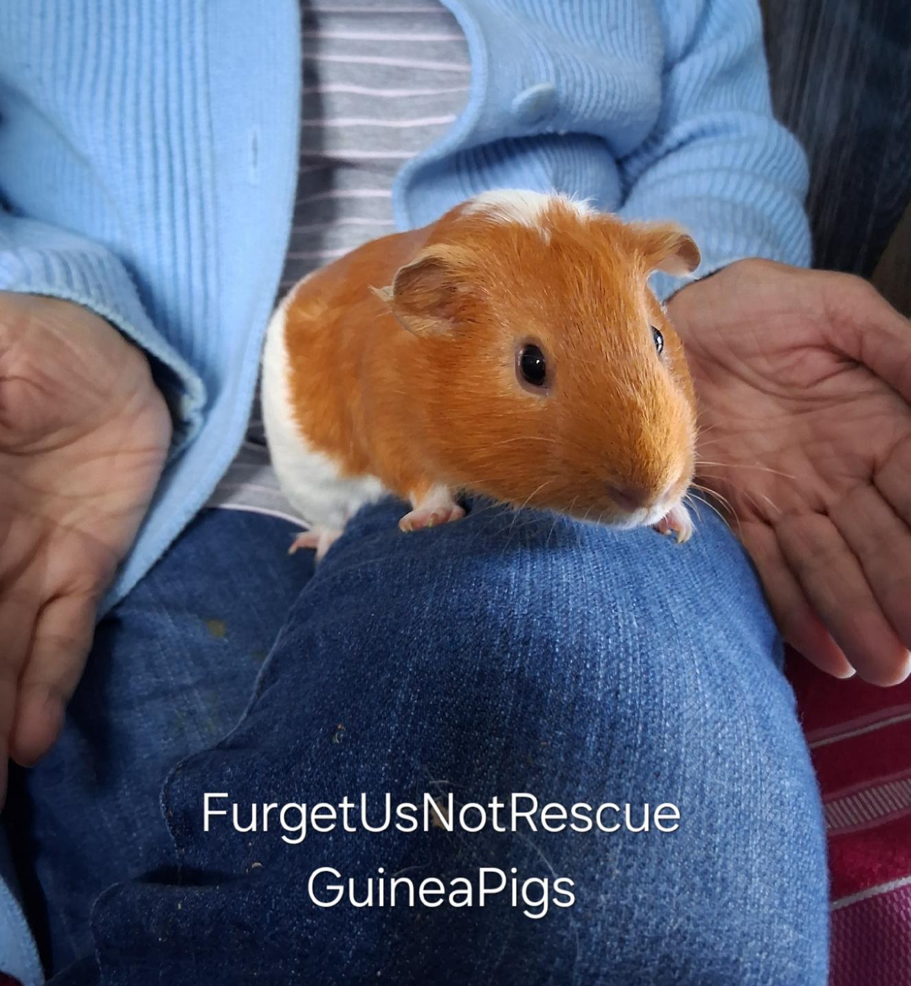 Maise Dottie, a Adoptable Guinea Pig image 2/3