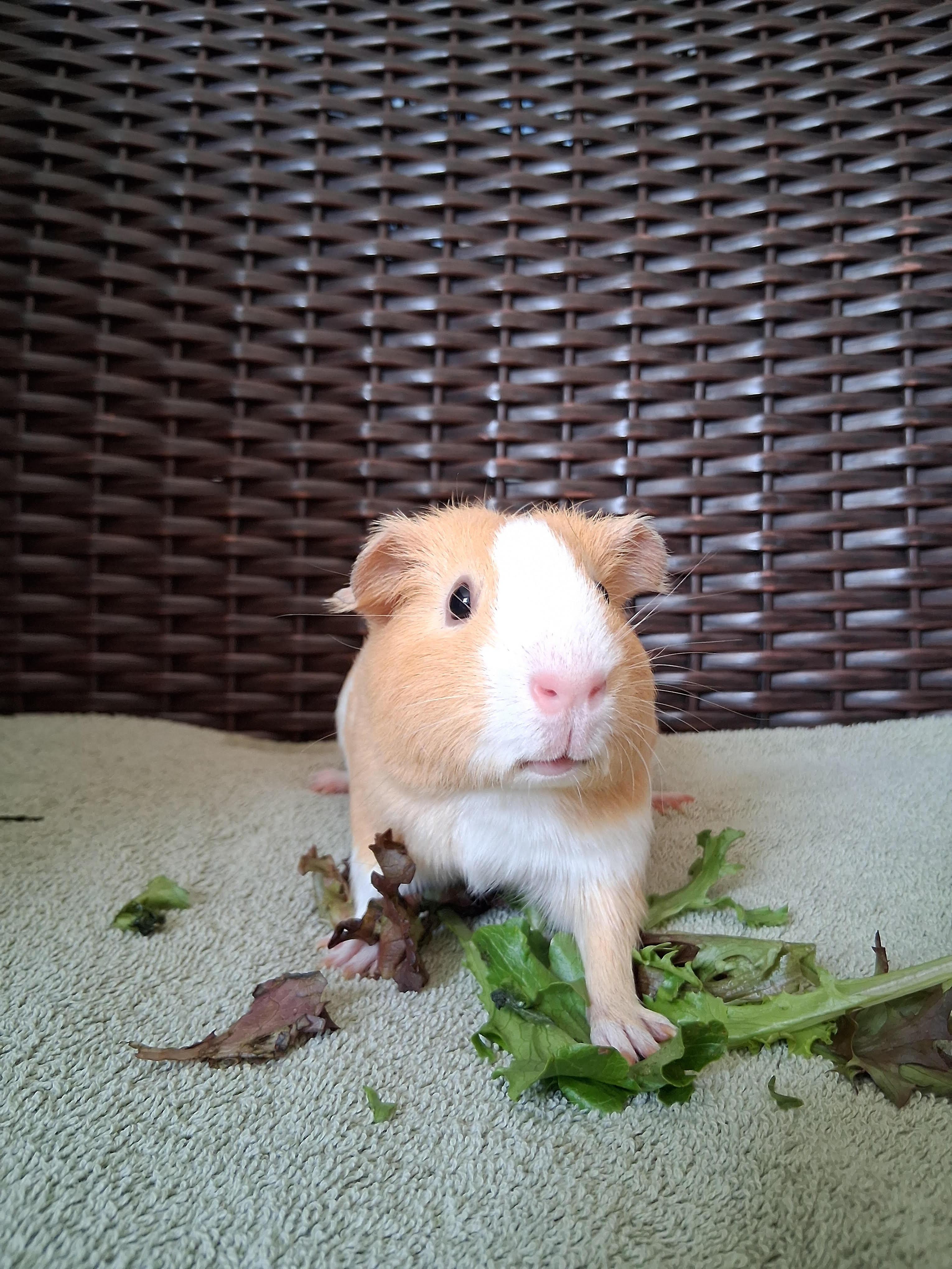 Maise Dottie, a Adoptable Guinea Pig image 3/3