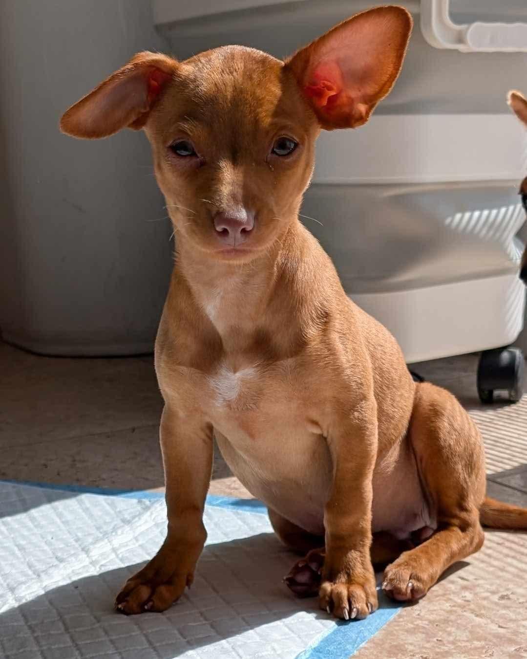 Enlarge Ruby, a ADOPTABLE mixed breed in Highland, NY image 2/3