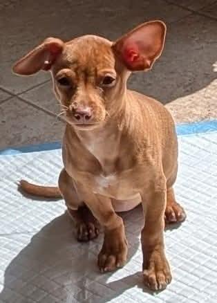 Enlarge Ruby, a ADOPTABLE mixed breed in Highland, NY image 3/3