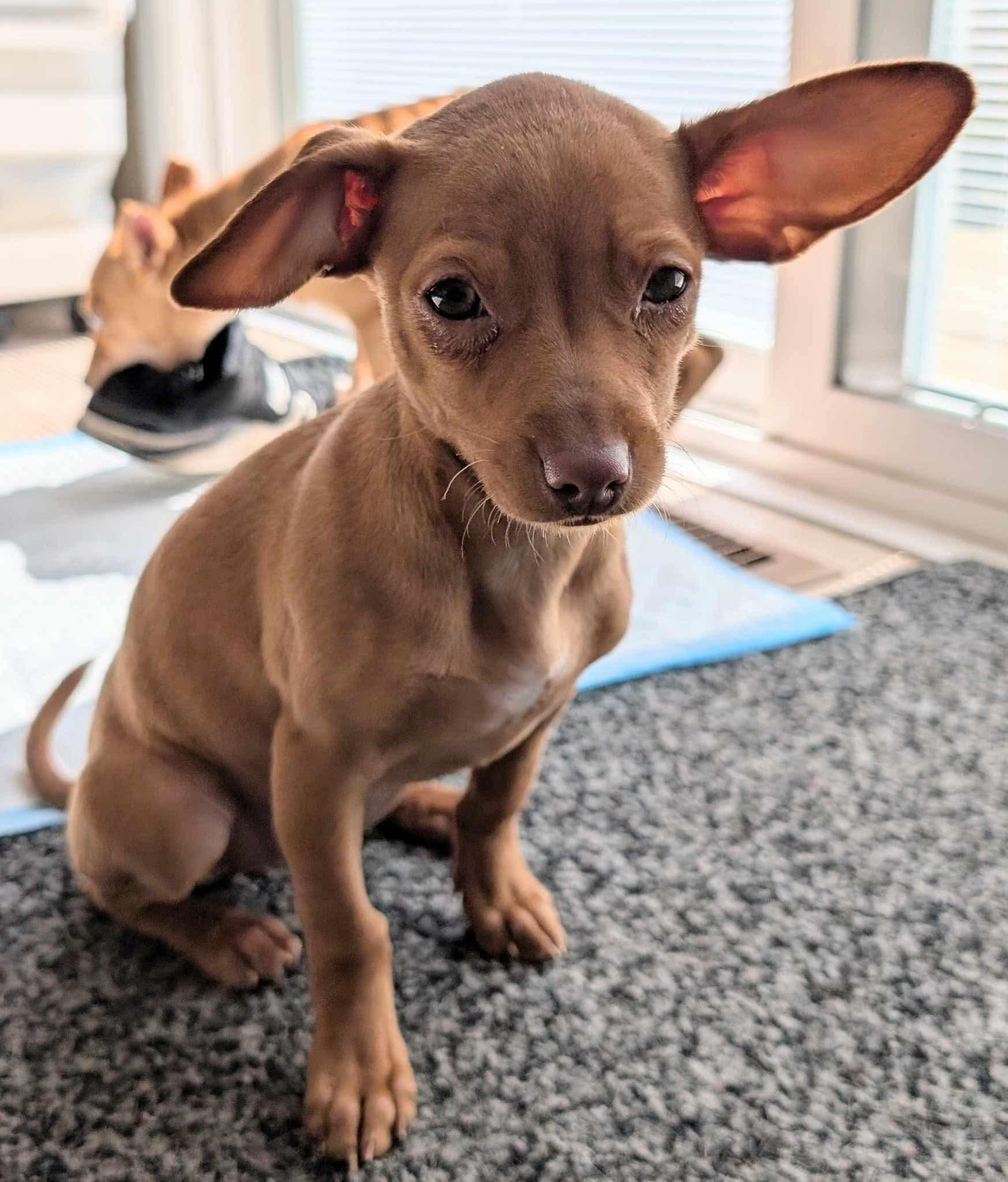 Ruby, ADOPTABLE, Puppy Female Chihuahua.