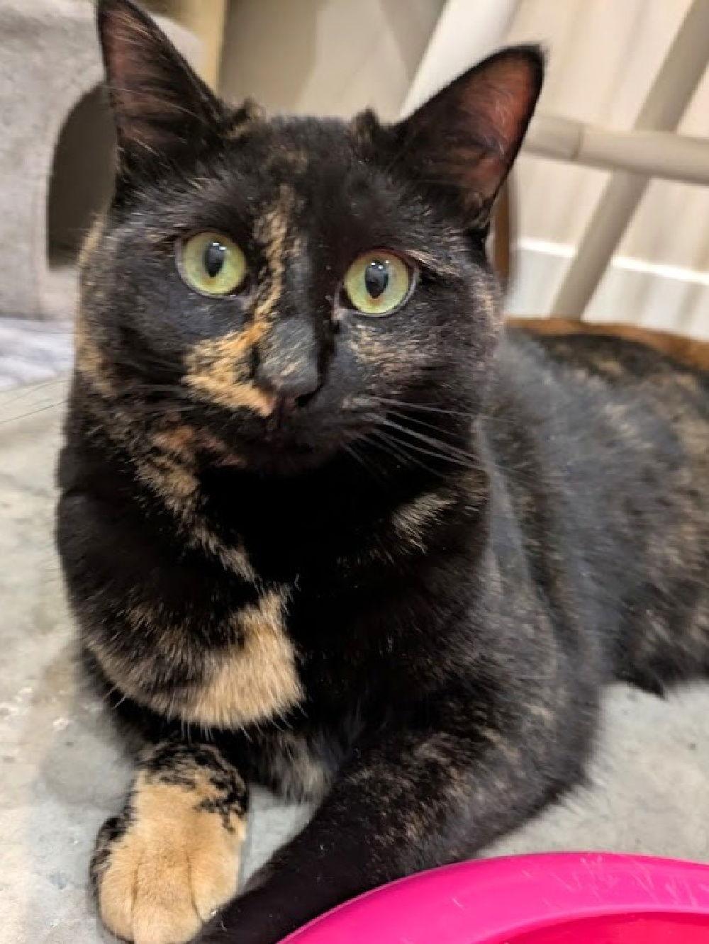 Minnie, Adoptable, Young Female Domestic Short Hair & Tortoiseshell.