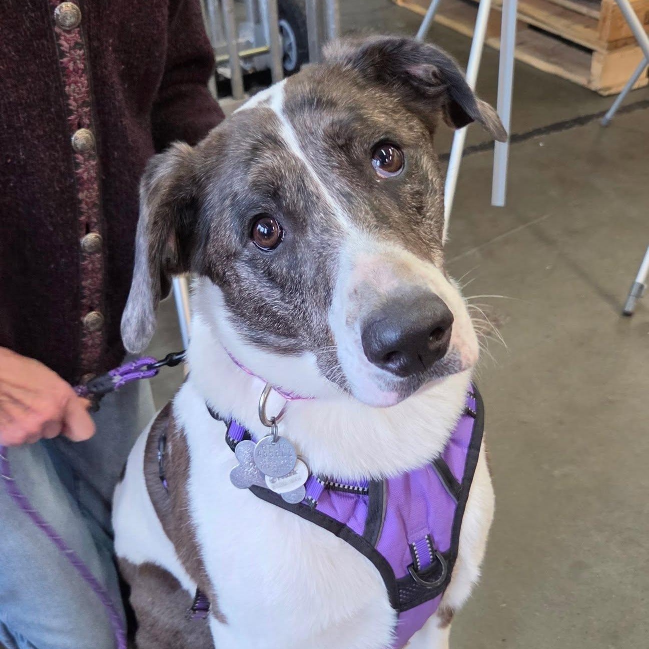 Poppy is in Seattle!, ADOPTABLE, Adult Female Mixed Breed.