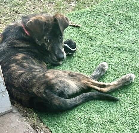 Rose, a Adoptable mixed breed in Wolcott, CT image 1/3