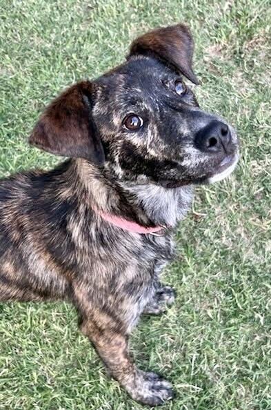 Rose, a Adoptable mixed breed in Wolcott, CT image 2/3