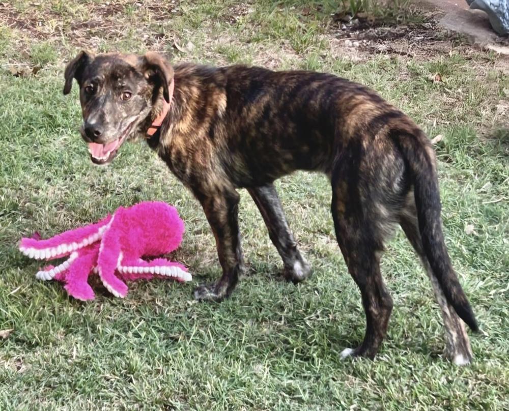 Rose, a Adoptable mixed breed in Wolcott, CT image 3/3