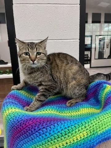 Dawson, Adoptable, Young Male Domestic Short Hair.
