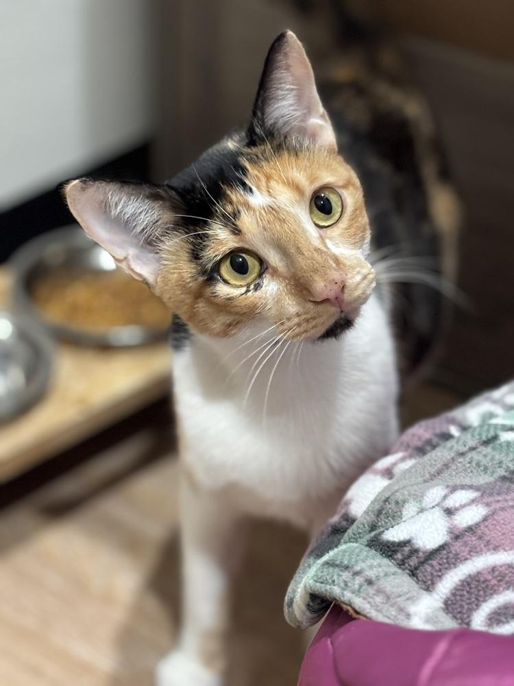 Camellia — thumbnail 2