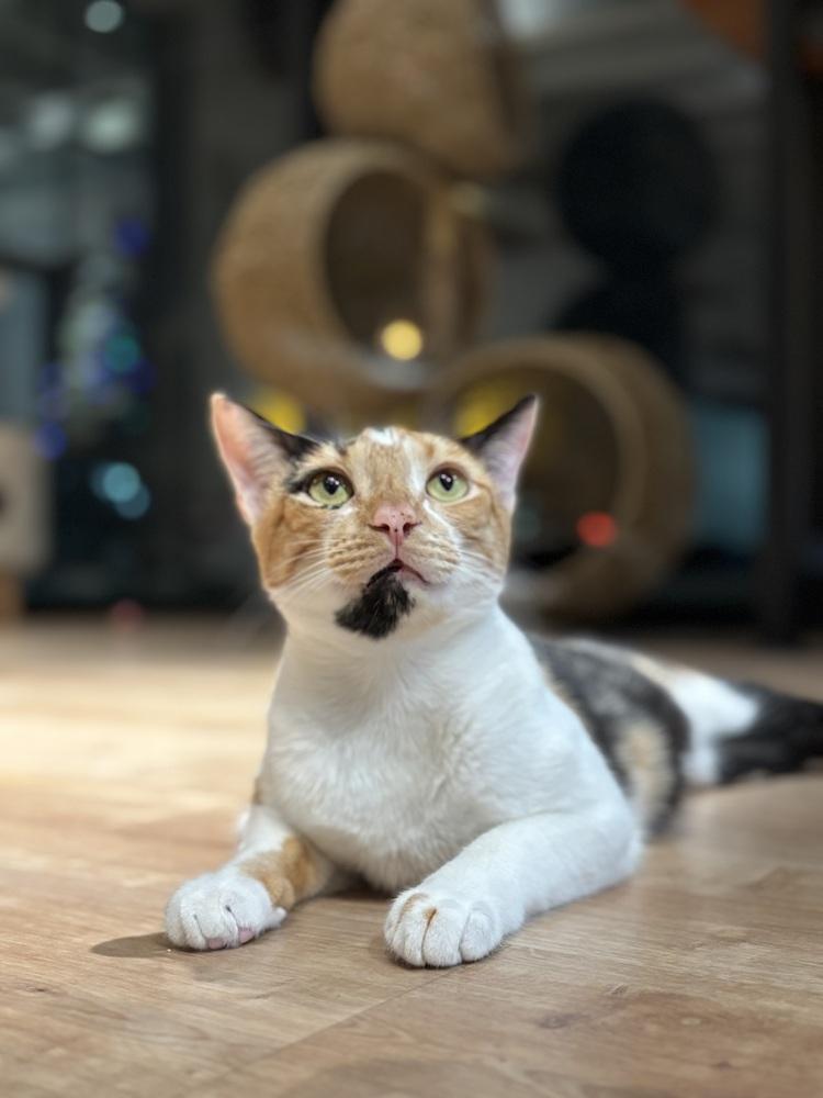 Camellia — thumbnail 3