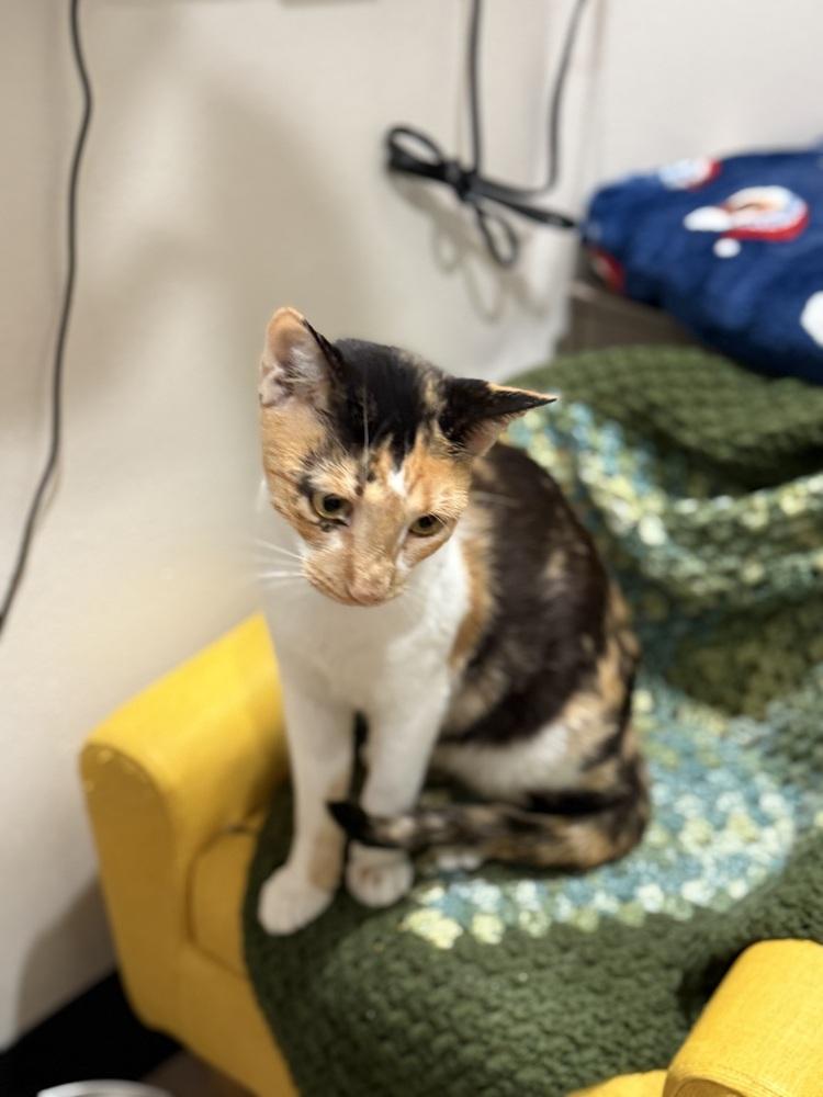 Camellia — thumbnail 4