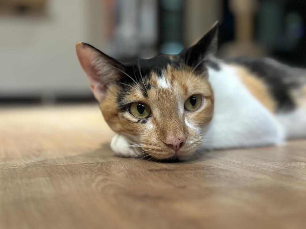 Camellia — thumbnail 5