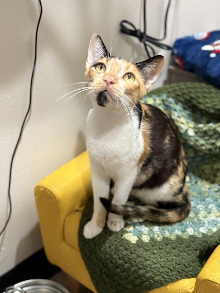 Camellia — thumbnail 6