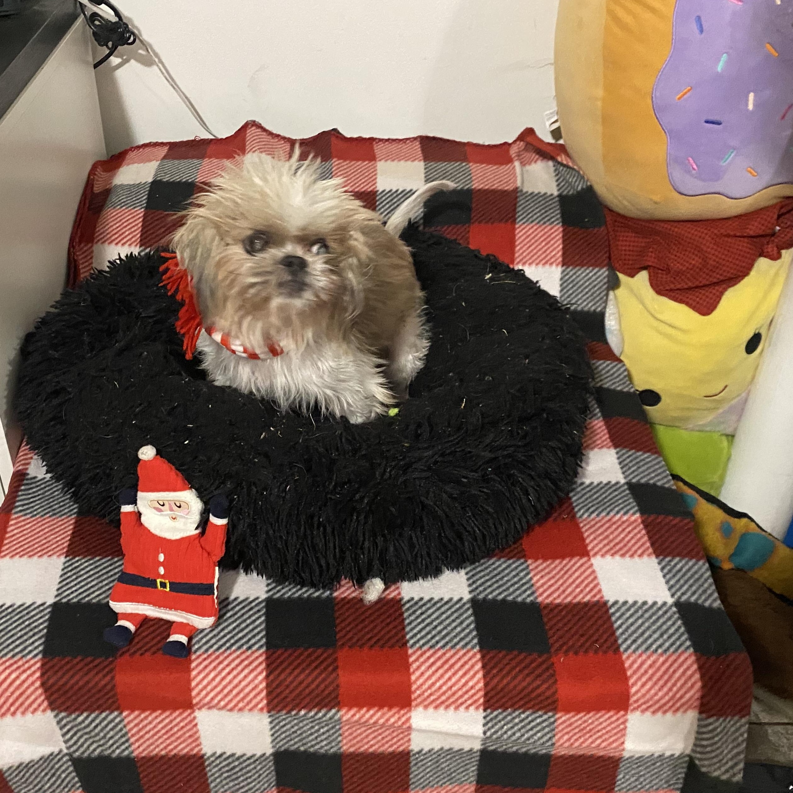 Zesty, Adoptable, Senior Female Shih Tzu.